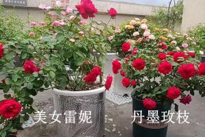 美女雷妮和丹墨玫枝月季的區(qū)別