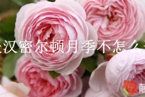 杰夫漢密爾頓月季不怎么開(kāi)花