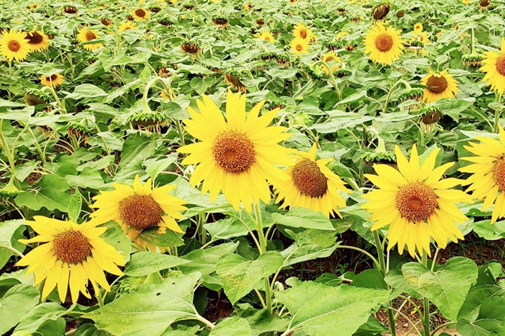 向日葵幾點開花(向日葵每天幾點鐘開花)