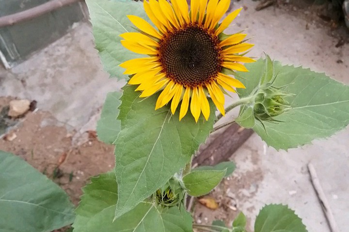 向日葵幾點開花(向日葵每天幾點鐘開花)