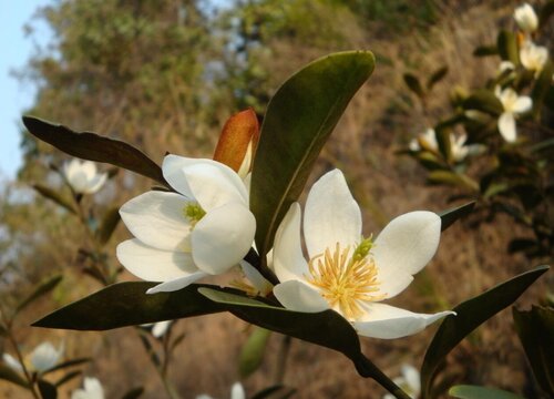 含笑花什么時(shí)候開花