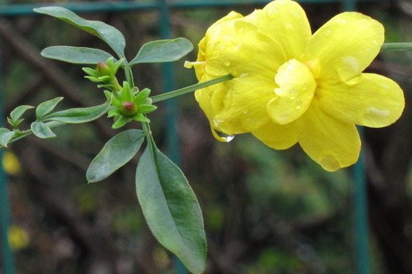 報春花與迎春花的區(qū)別有哪些