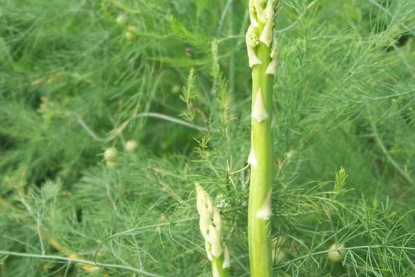 蘆筍種子的種植方法及技巧