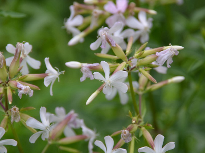 肥皂草的花語(yǔ)，花期是什么時(shí)候