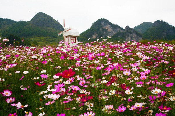 格桑花的花語(yǔ)以及寓意