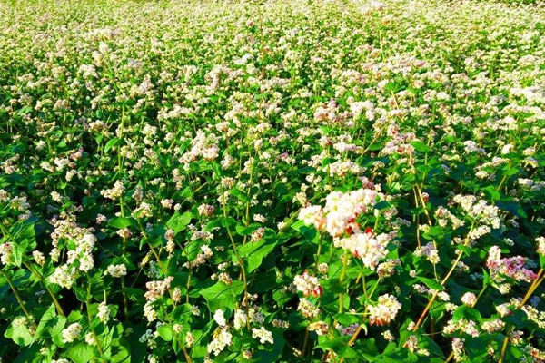 蕎麥種子哪里有賣的？