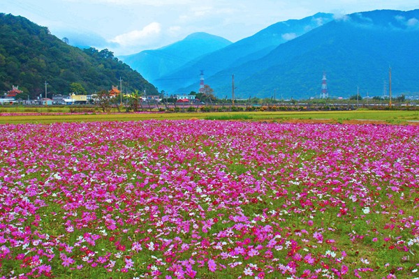 秋英花與格桑花的區(qū)別有哪些？