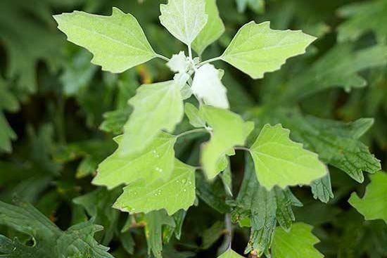 蔬菜園子如何布置(蔬菜園子種什么蔬菜好)