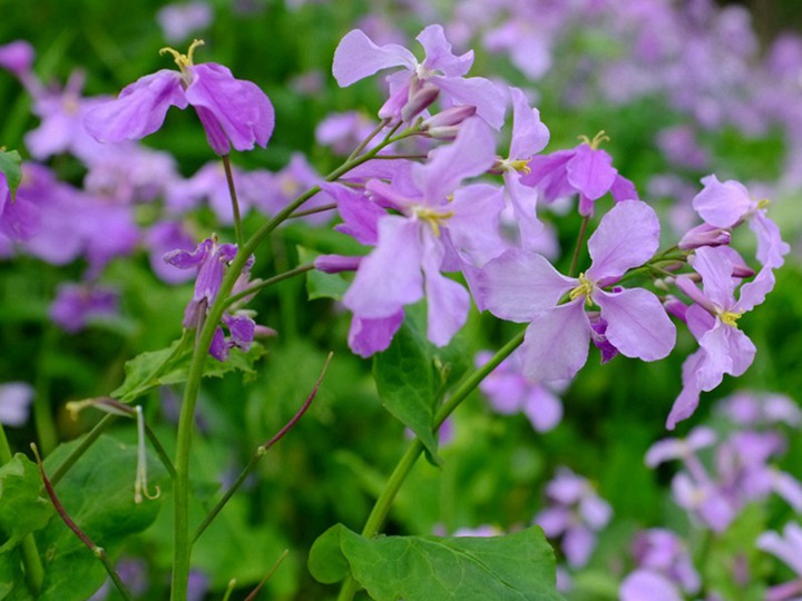 二月蘭的花語(yǔ)和象征寓意