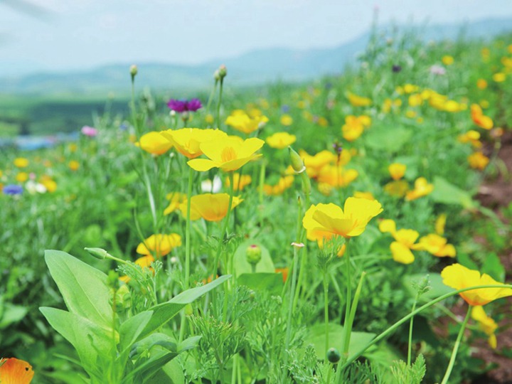 花菱草的花語(yǔ)和象征寓意