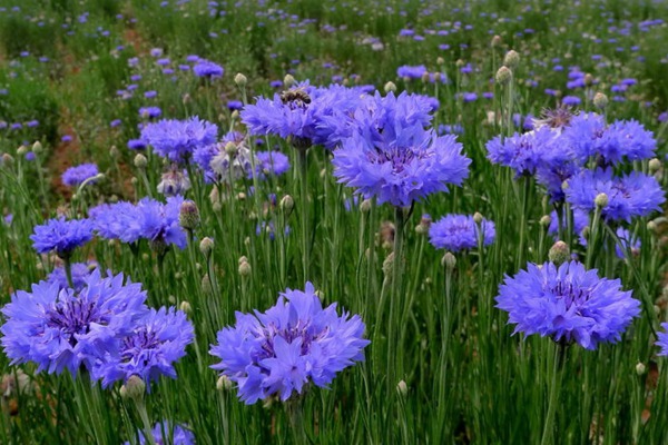 矢車(chē)菊對(duì)眼睛的功效和好處