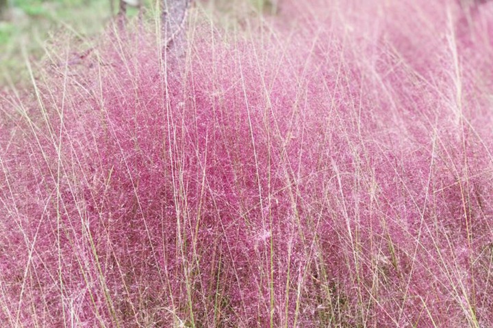 粉黛亂子草花期是幾月，花期能持續(xù)多久