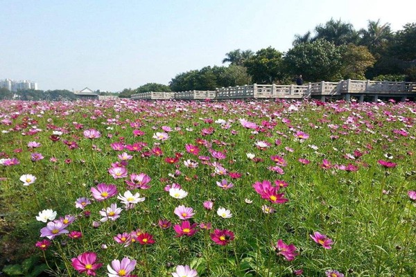 秋英花與格?；ǖ膮^(qū)別有哪些？