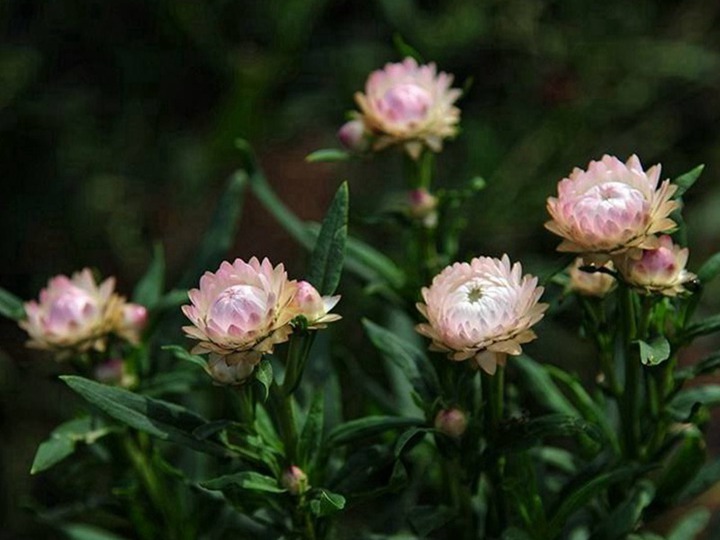 麥桿菊種子的種植方法，是一年生還是多年生