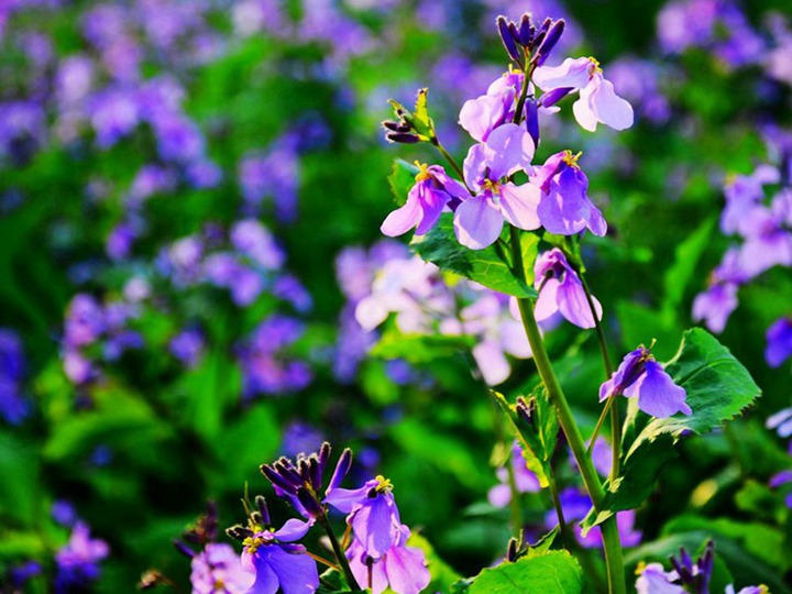 二月蘭的花語(yǔ)和象征寓意