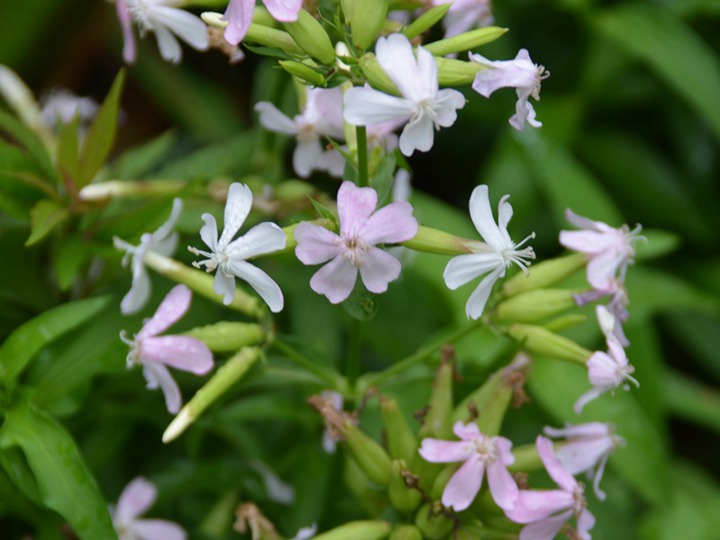 肥皂草的花語(yǔ)，花期是什么時(shí)候