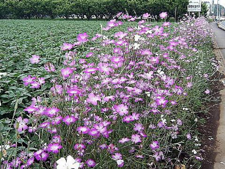 麥仙翁種子的種植方法，什么時候發(fā)芽