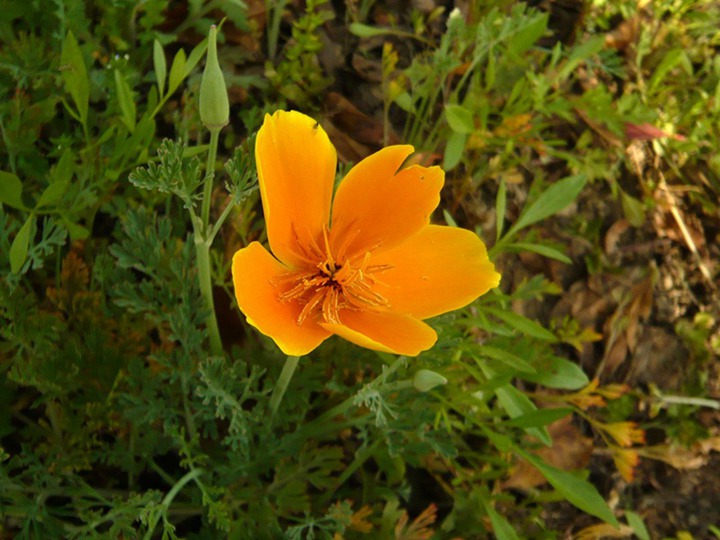 花菱草的花語(yǔ)和象征寓意