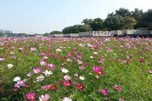 秋英花與格桑花的區(qū)別有哪些？