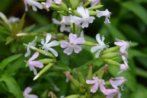 肥皂草的花語，花期是什么時(shí)候