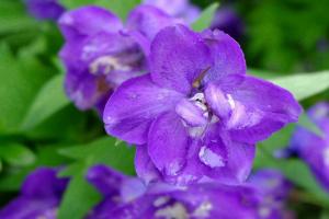 飛燕草的花期、花語(yǔ)和象征寓意