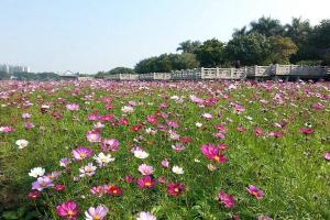 秋英花與格桑花的區(qū)別有哪些？