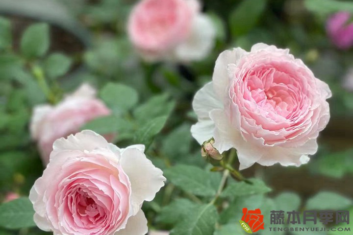 冬季種植月季花小苗需要注意些什么？