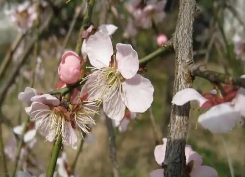 什么品種梅花最好最貴(梅花珍貴品種排名)