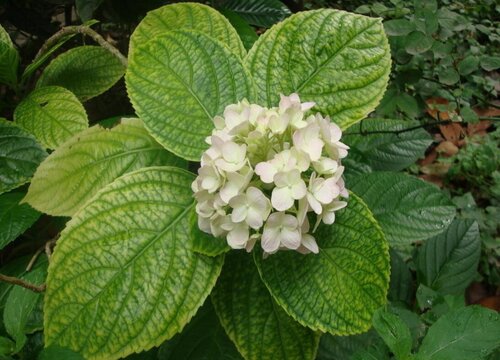 繡球花開(kāi)完花后如何修剪