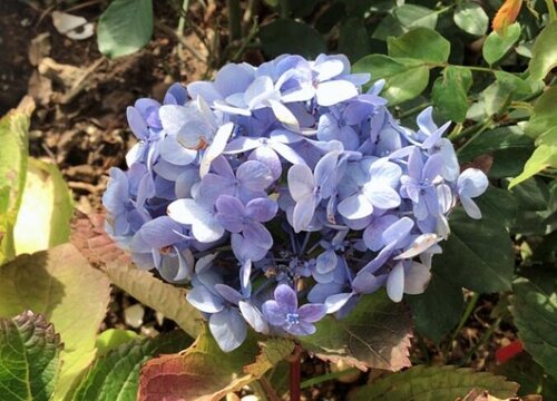 繡球花開(kāi)完花后如何修剪