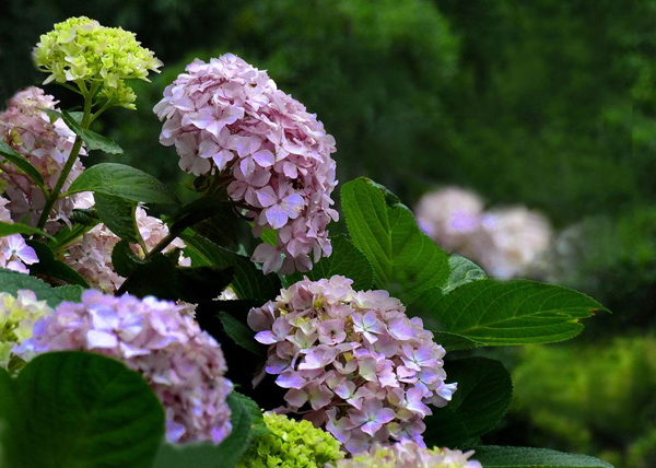 繡球花的養(yǎng)殖方法以及注意事項(xiàng)