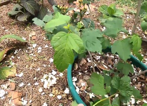 繡球花的換盆時(shí)間和方法