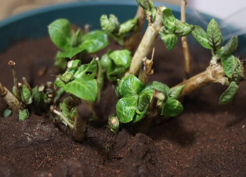 繡球花到了冬天會(huì)掉葉子嗎