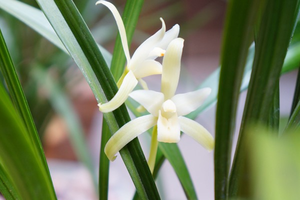 如何在室內(nèi)種植蘭花(室內(nèi)蘭花種植技巧)