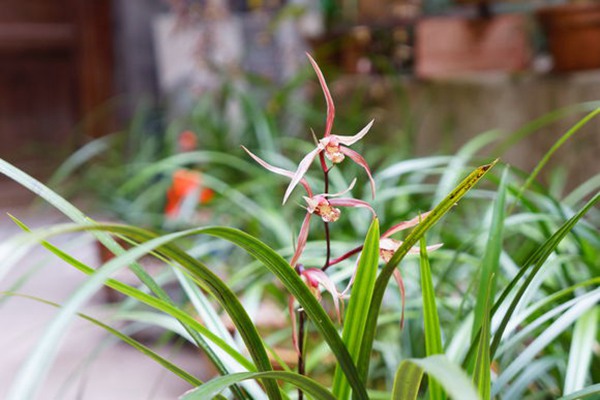 如何在室內(nèi)種植蘭花(室內(nèi)蘭花種植技巧)