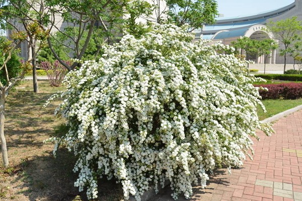 繡線菊