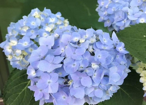 無盡夏繡球是喜陰還是喜陽