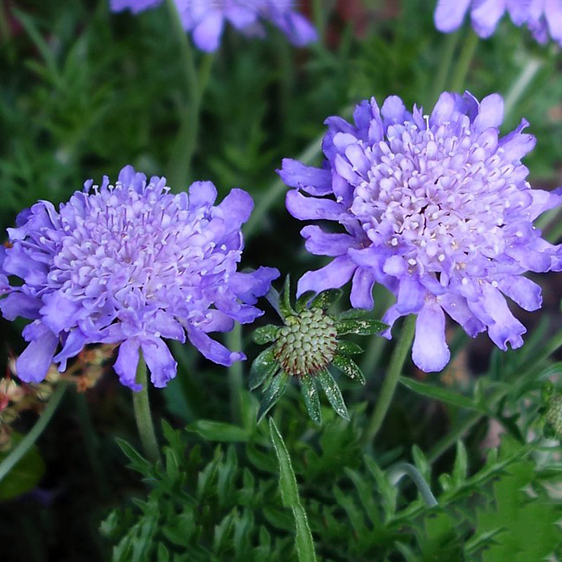 [藍盆花]藍盆花花期_圖片_批發(fā)價格