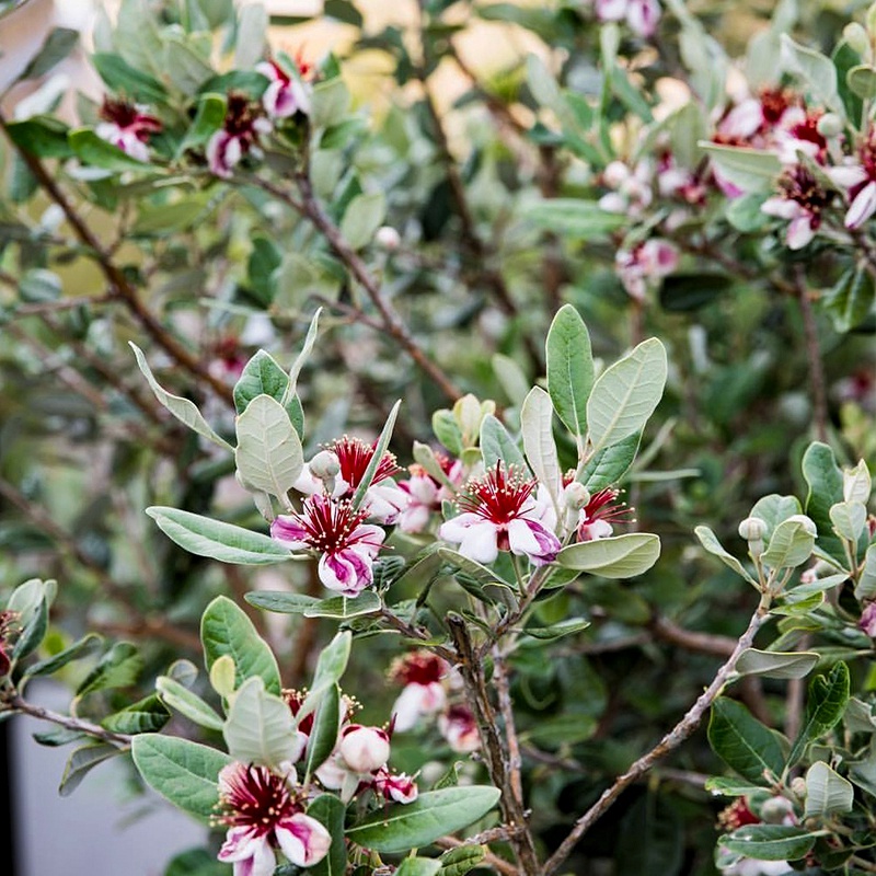 [菲油果]菲油果圖片_花期_哪個(gè)品種好吃