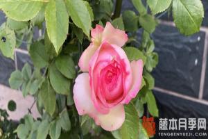 月季花冬天什么時(shí)候剪枝(月季花冬季剪枝技巧)