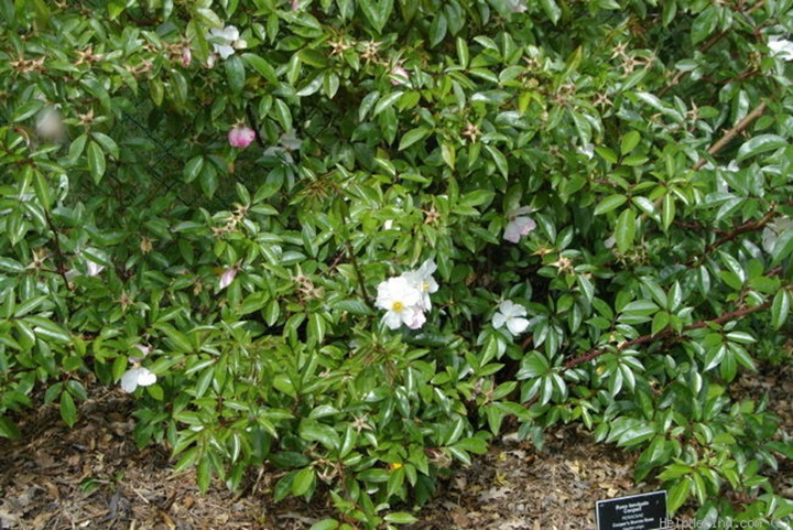 月季花是木本植物嗎