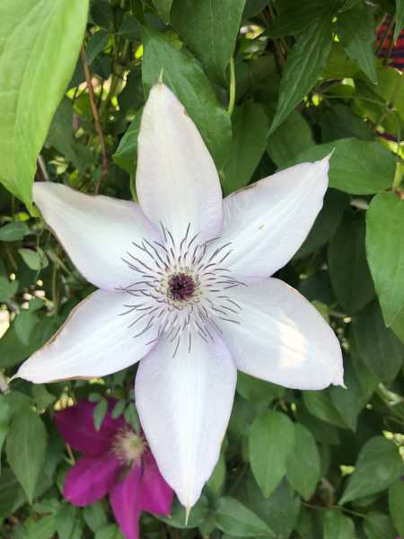 不同類型的鐵線蓮度夏方法