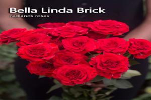 貝拉琳達·紅磚Bella Linda Brick