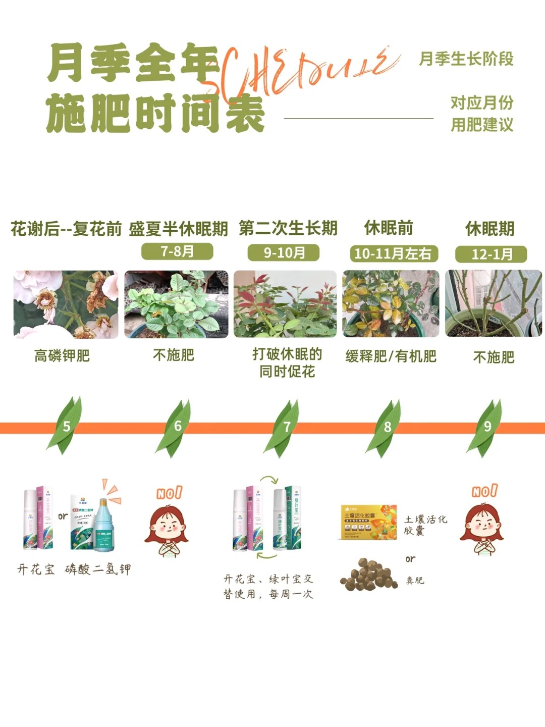 月季花需要什么肥料