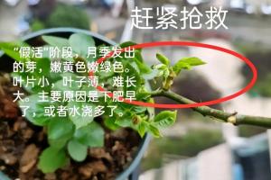 月季假活能維持多長(zhǎng)時(shí)間