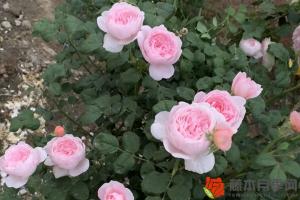 月季花樹用什么樹嫁接