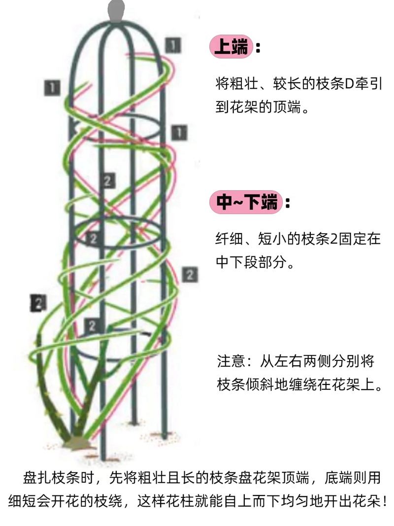 盆栽爬藤月季怎么做花柱(藤本月季花柱打造指南)