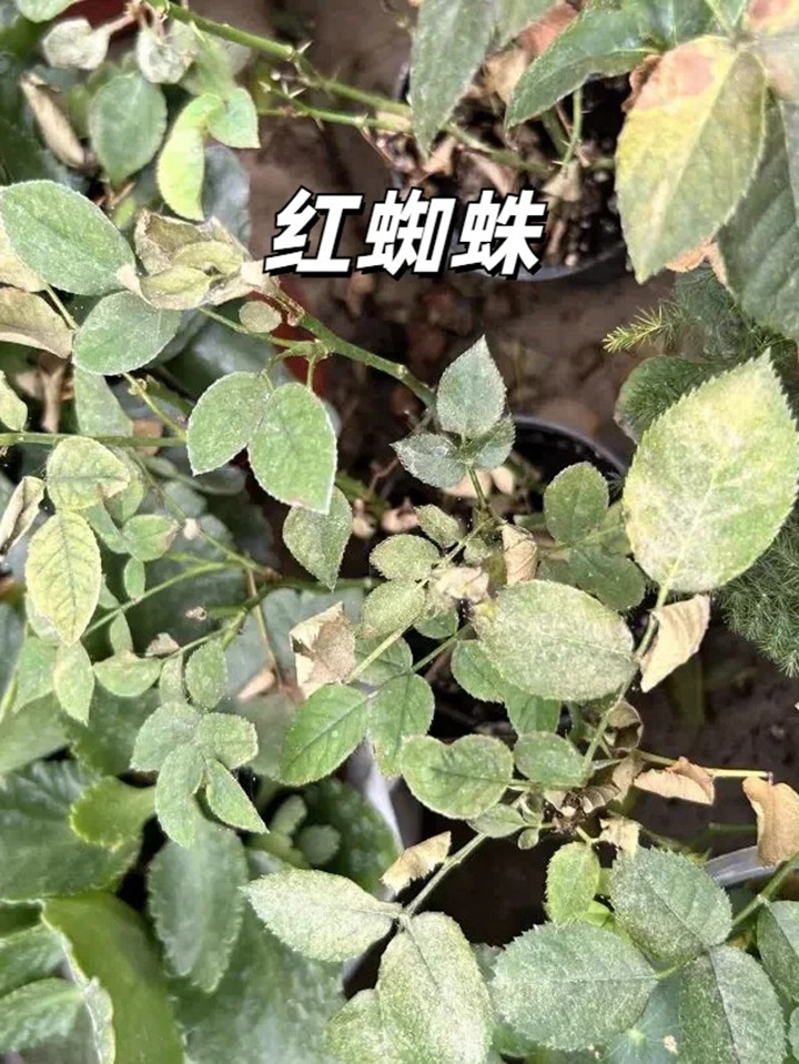 夏天月季黃葉的幾大原因分析