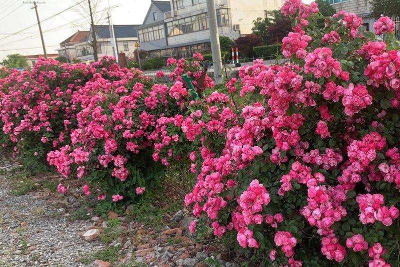 安吉拉一年開幾次花