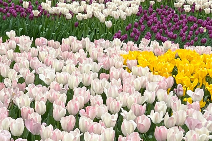 郁金香花期是幾月份，什么時(shí)候開花